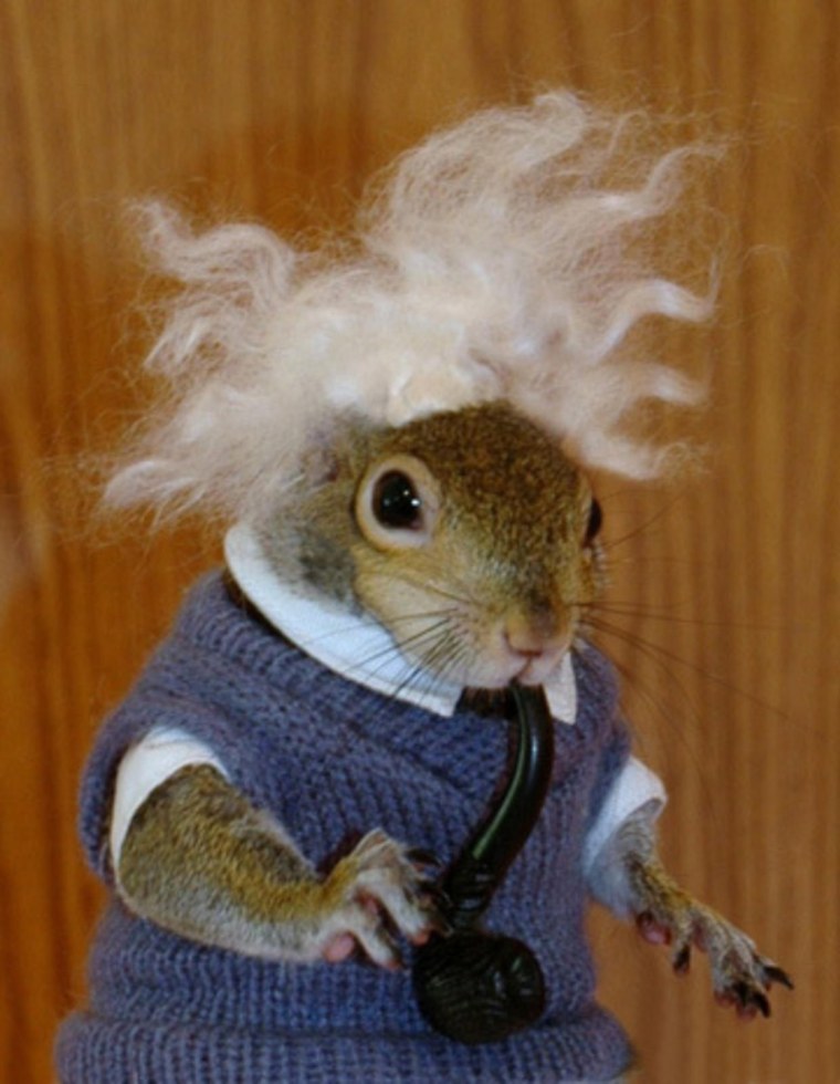 Лысый бурундук лысый бурундук