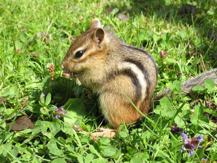 Люди похожие на Свинея