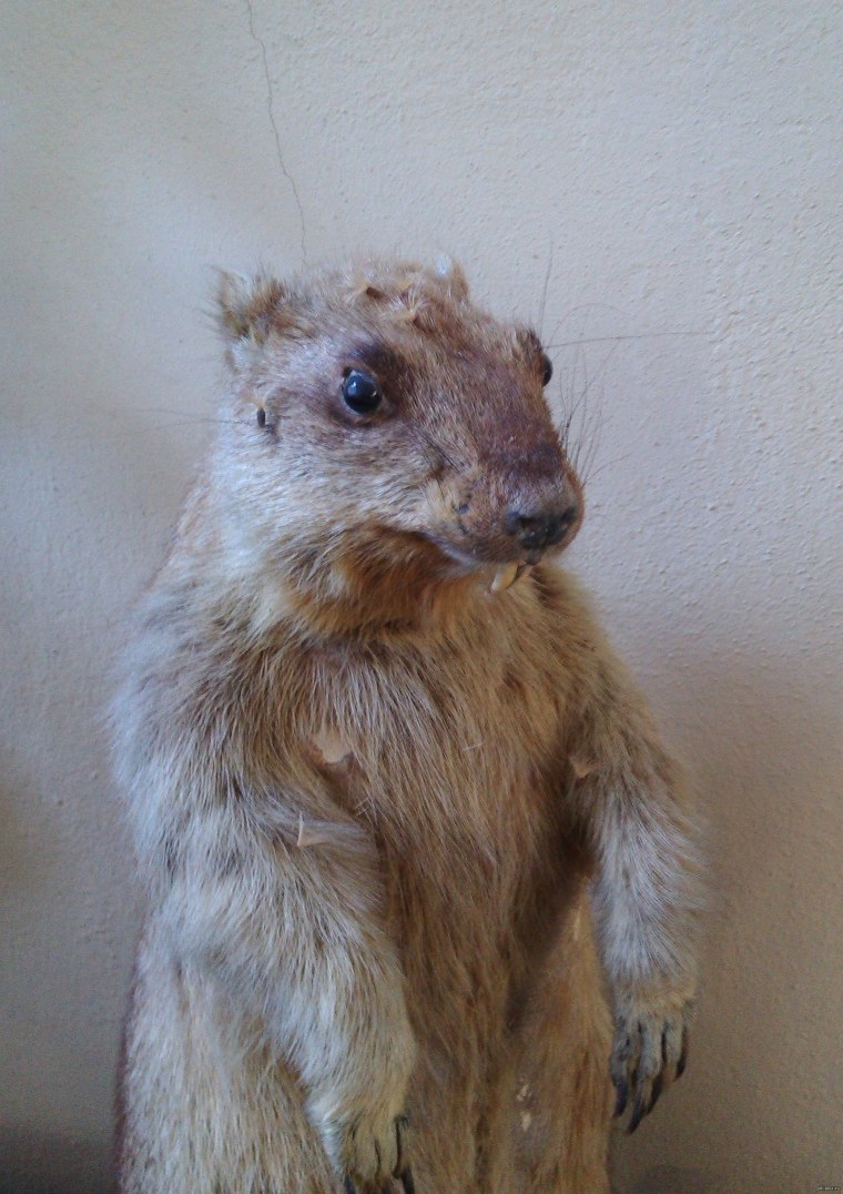 Лысый кролик