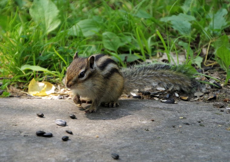 Нора бурундука