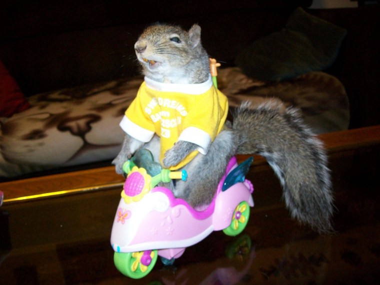 Хомяк с набитым ртом