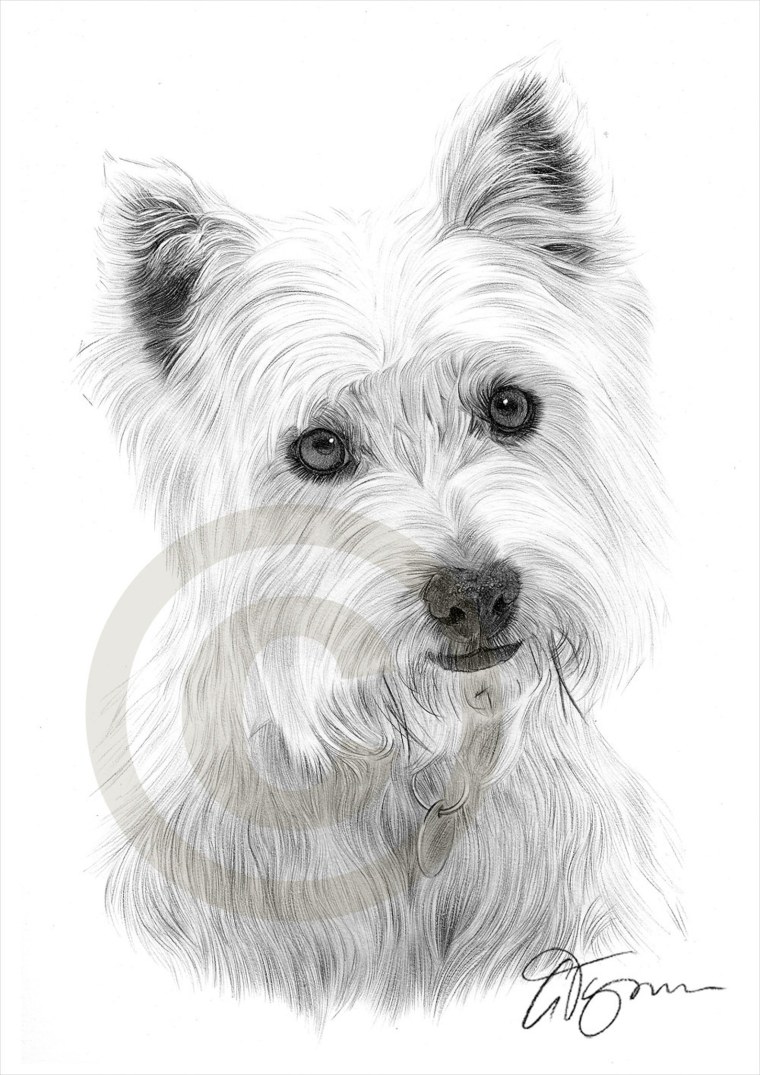 Вест хайленд терьер карандашом