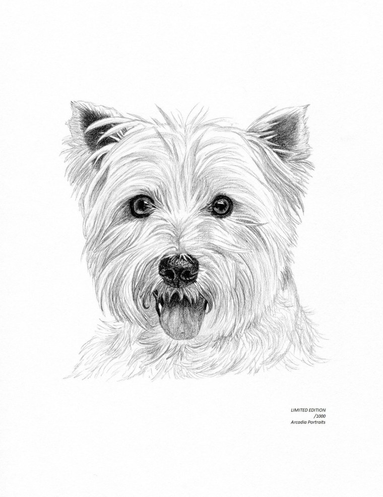 Вест-хайленд-Уайт-терьер иллюстрации