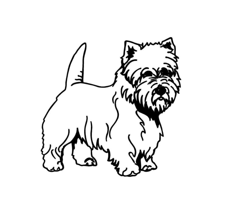 Вест терьер сбоку