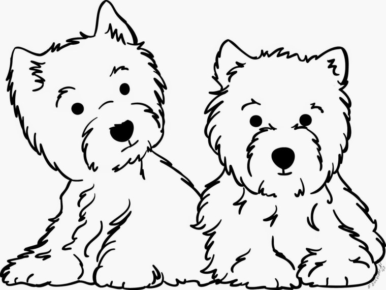 Раскраска Вест хайленд Уайт терьер