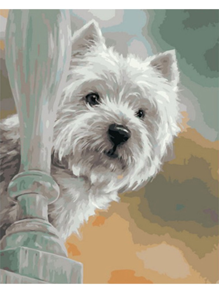 Вест хайленд Вайт терьер. Вестик