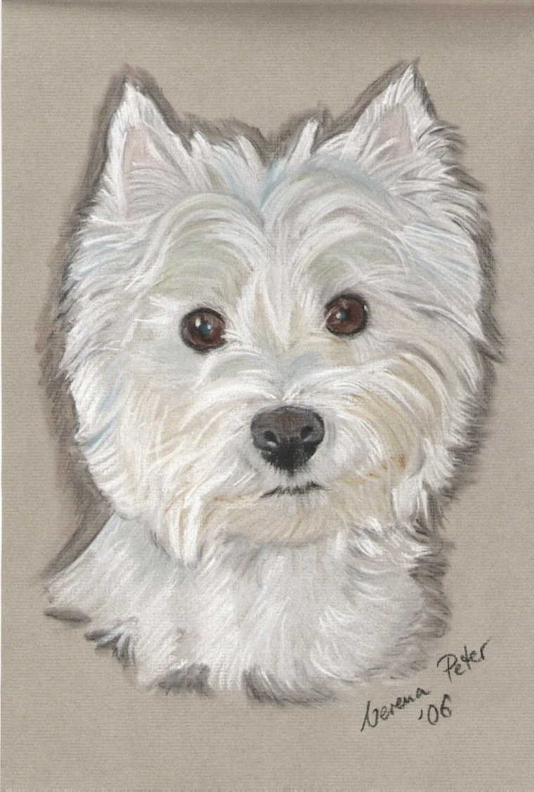 Эскиз Вест хайленд Уайт терьер