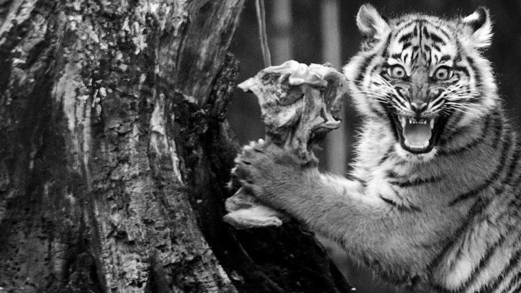 Смешной Тигренок