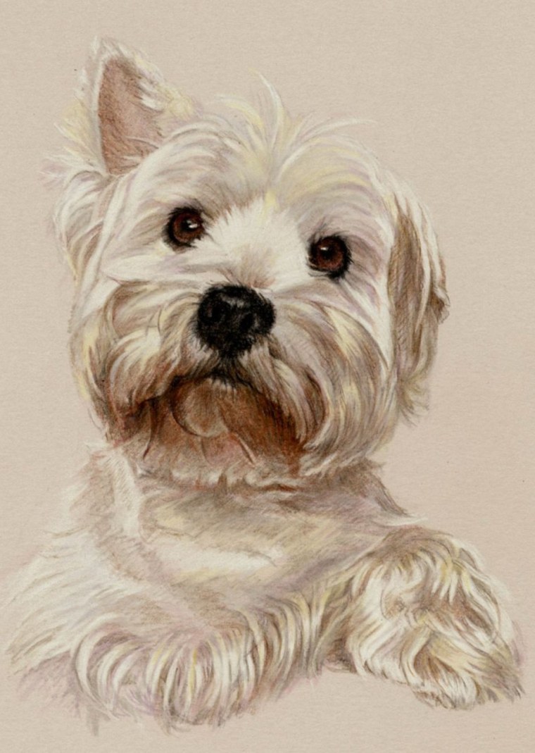 Вышивка Вест хайленд Уайт