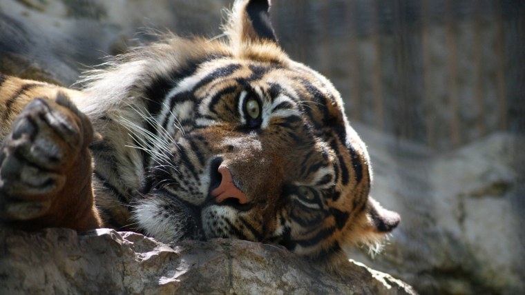 Грустный тигр