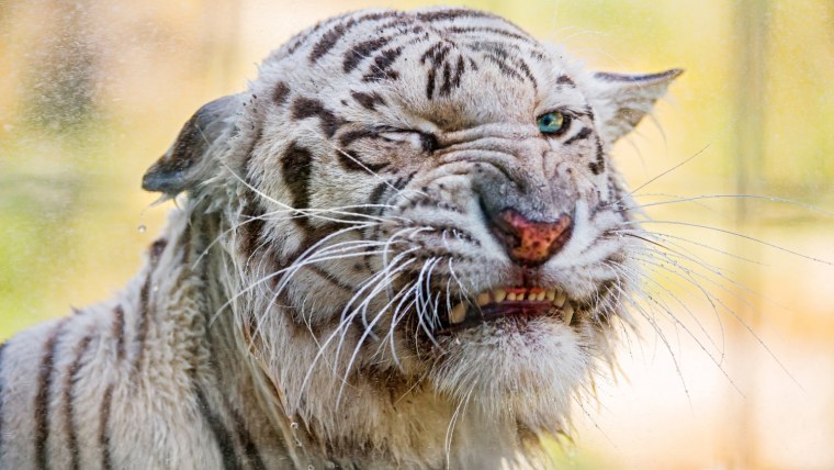 Тигр подмигивает