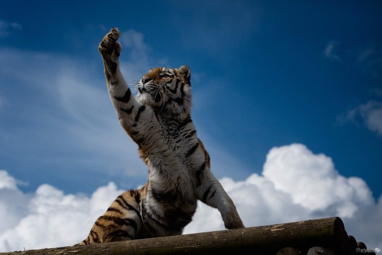 Тигр прикол