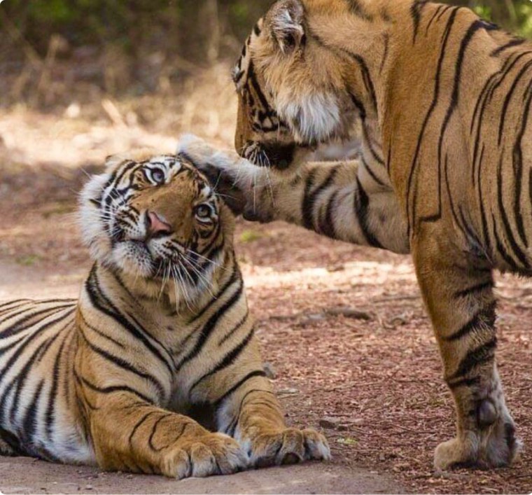 Влюбленный тигр