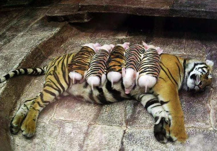 Тигрица и поросята