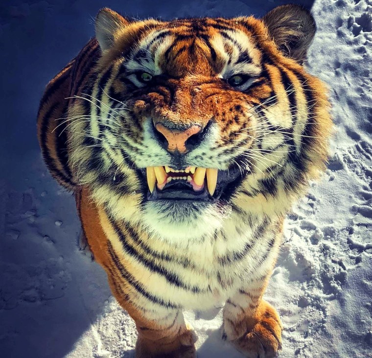 Улыбка тигра