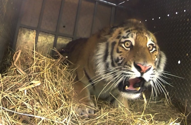 Тигр испугался