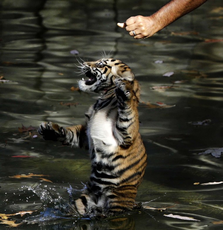 Тигр купается в воде