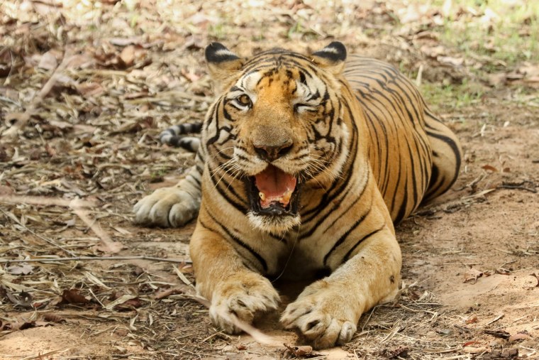 Тигр улыбается