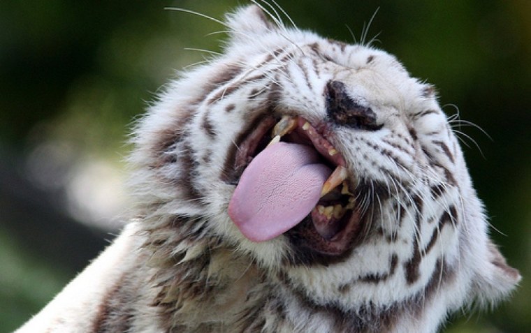 Белый тигр смешной