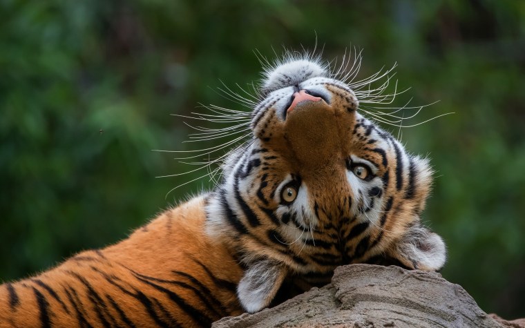 Довольный тигр