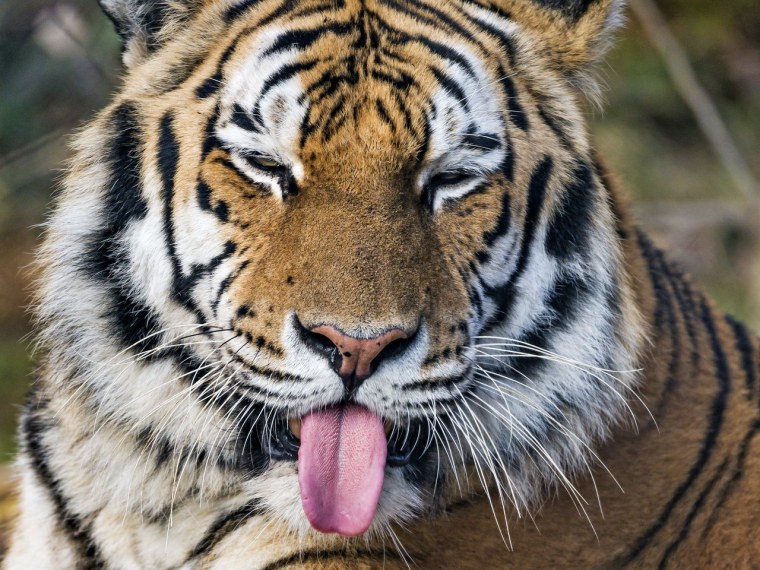 Тигра Фунни