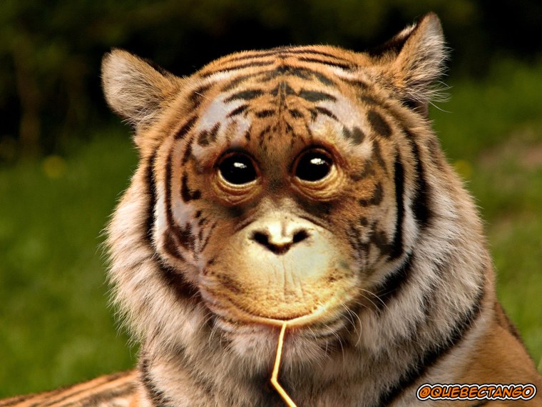 Морды разных животных