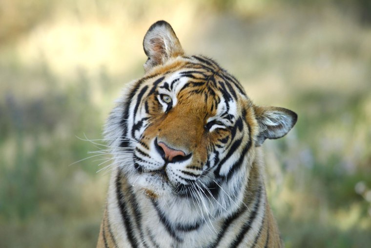 Добрый тигр