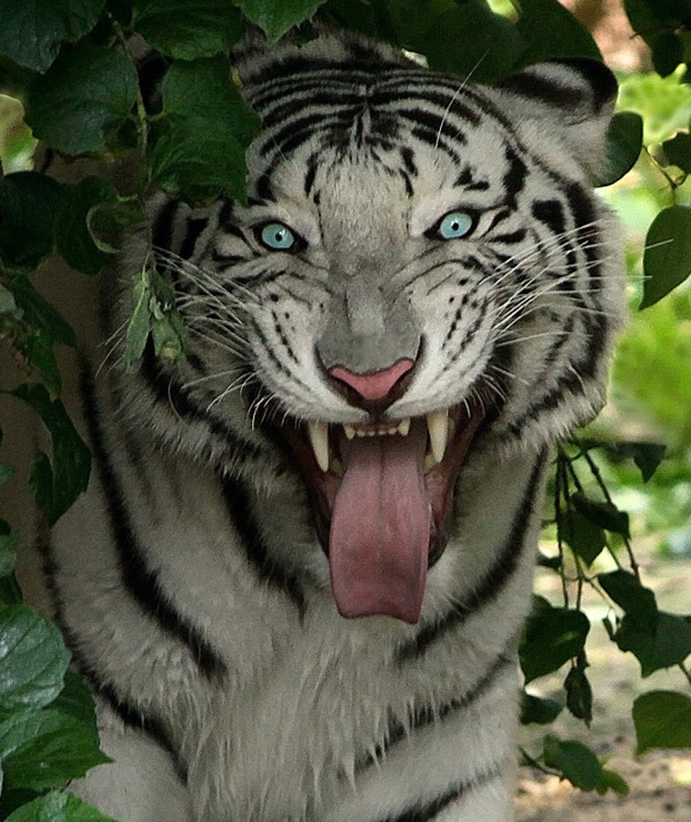 Тигр улыбается