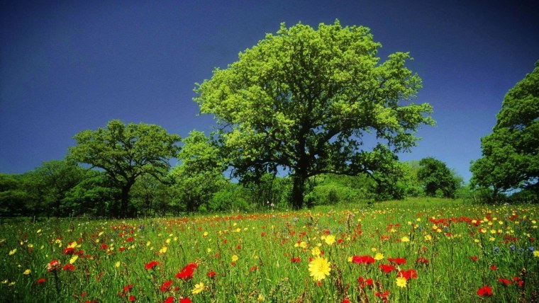 Красивая природа лето