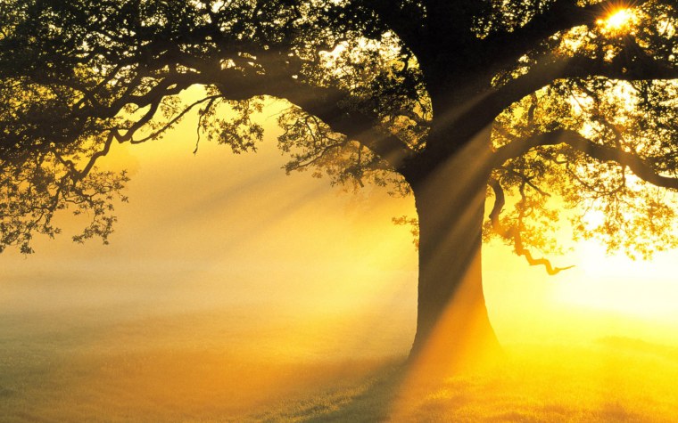 Дерево на рассвете