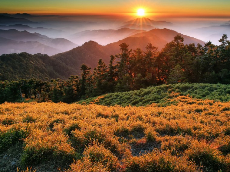 Поле ярких цветов