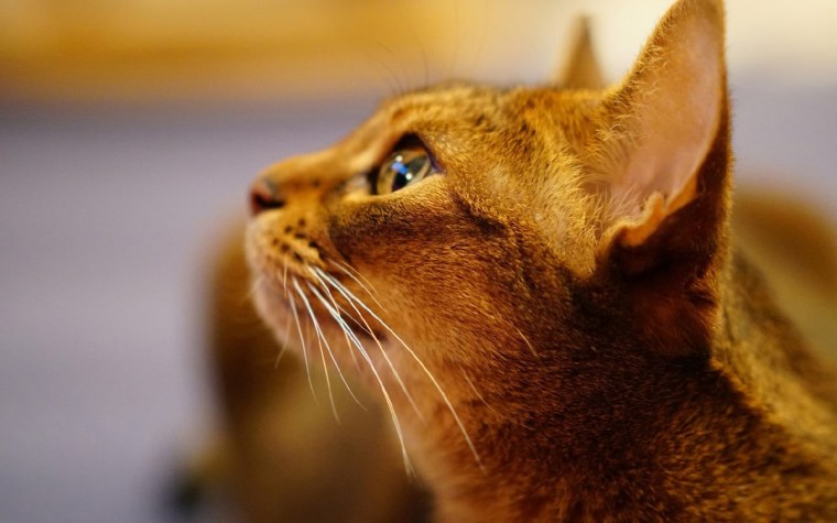 Абиссинская кошка