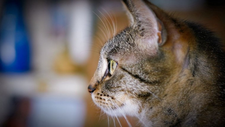 Морда кошки в профиль