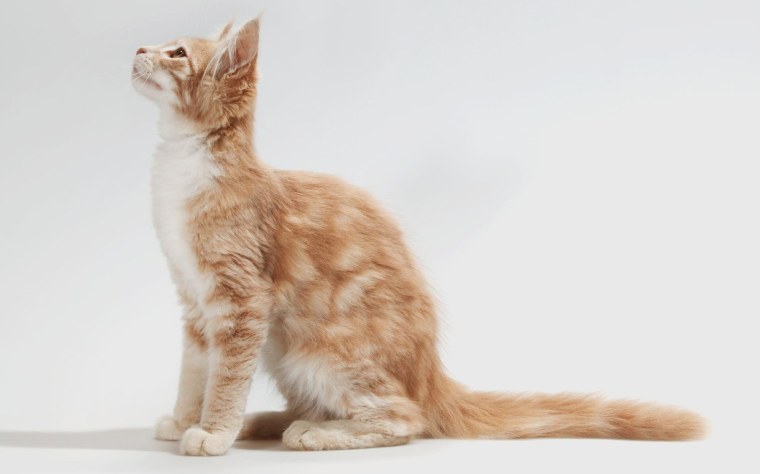 Кошка сидит сбоку