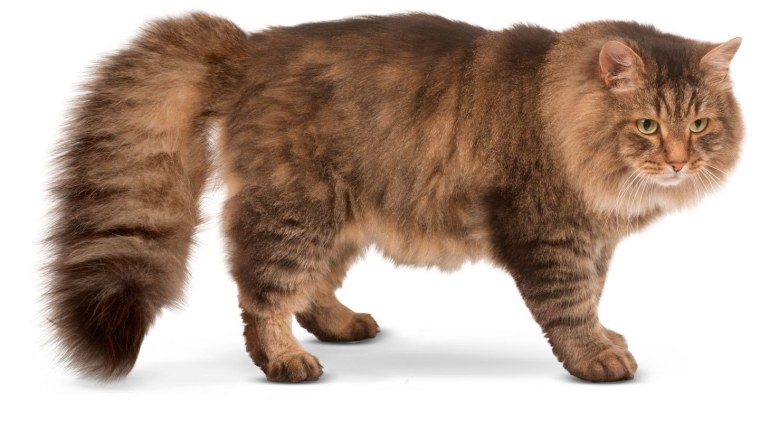 Сибирский кот вид сбоку