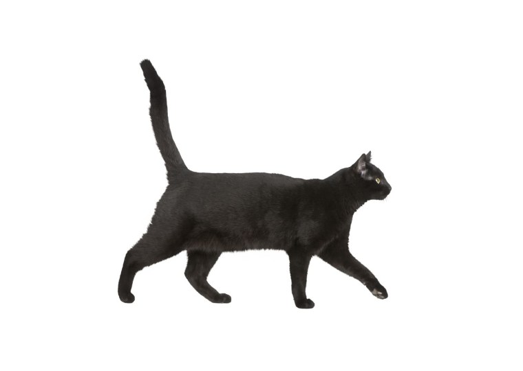 Кошка идет в профиль