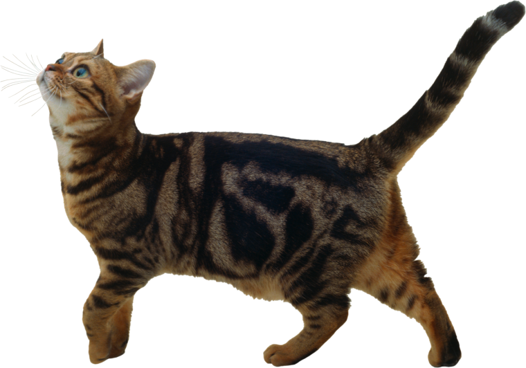 Полосатая кошка на белом фоне