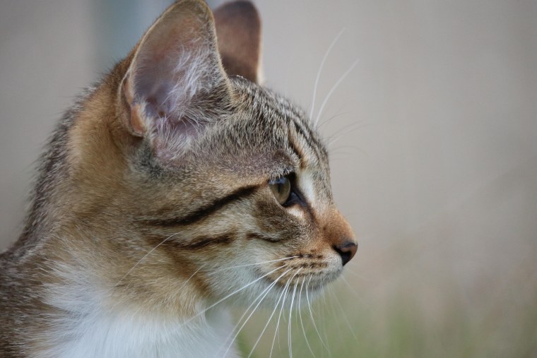 Кошка в профиль