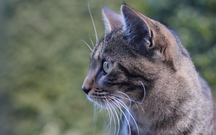 Морда кота в профиль