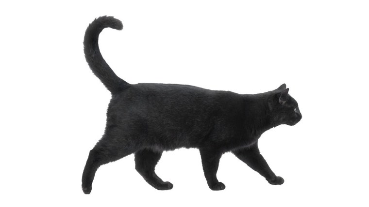 Идущий кот с боку