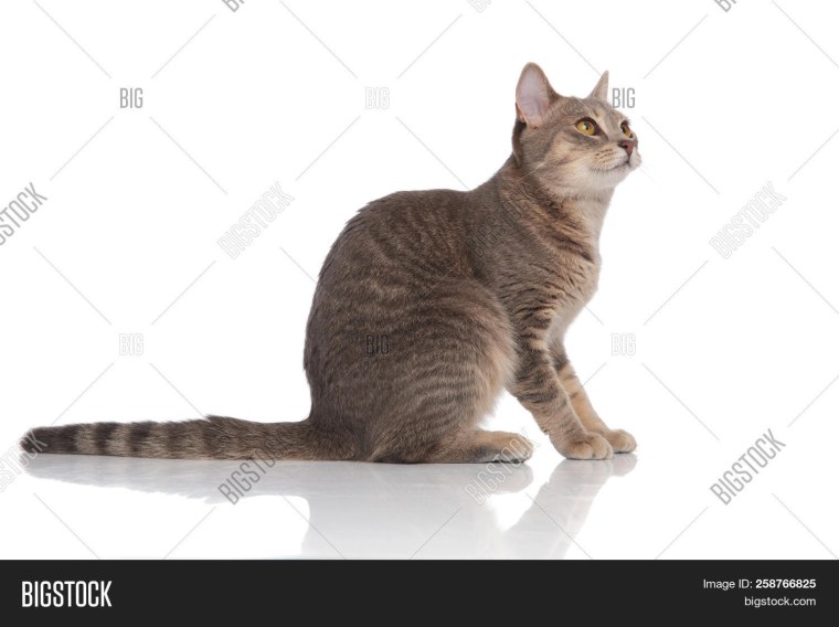 Кот сидит сбоку