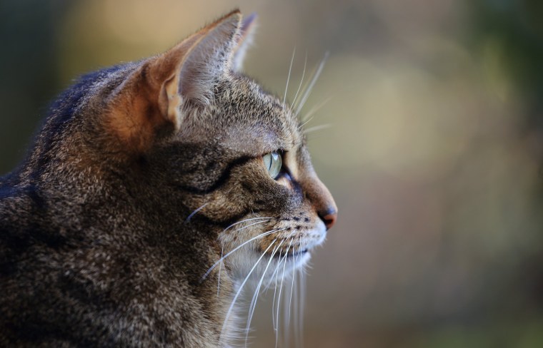 Морда кошки сбоку