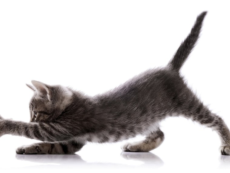 Кот лежит на прозрачном фоне