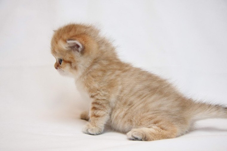 Пушистый котенок с боку