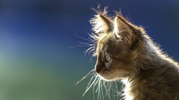 Кот в профиль