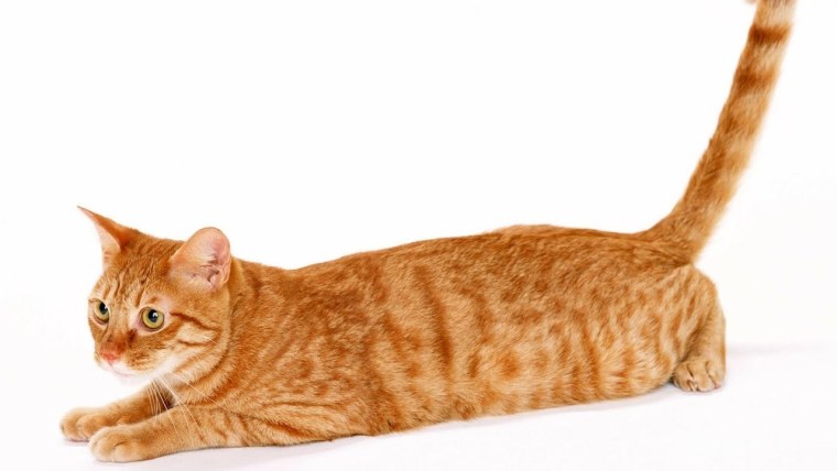 Рыжий кот сбоку