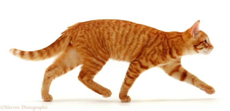 Рыжий кот идет сбоку