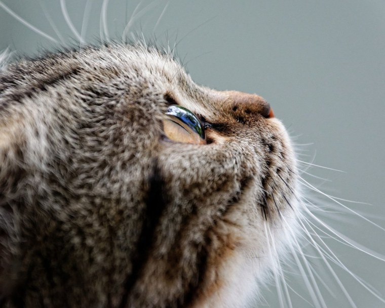 Кошка в профиль