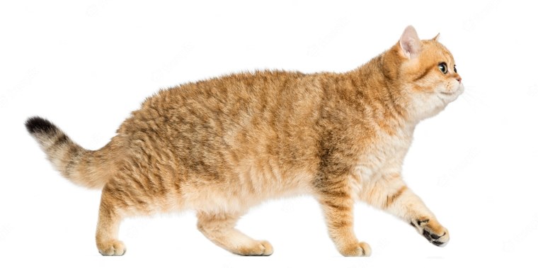 Британская кошка сбоку