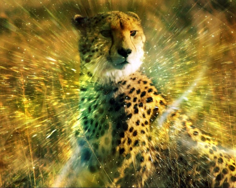 Огненный Ягуар